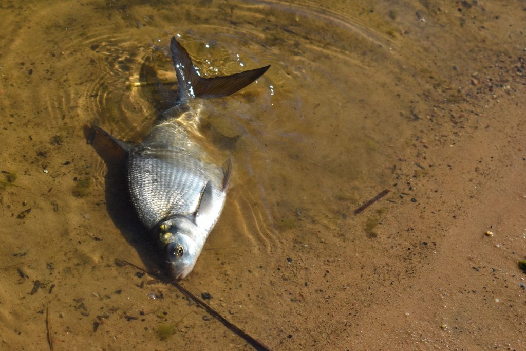 Livestock Farming & Agriculture